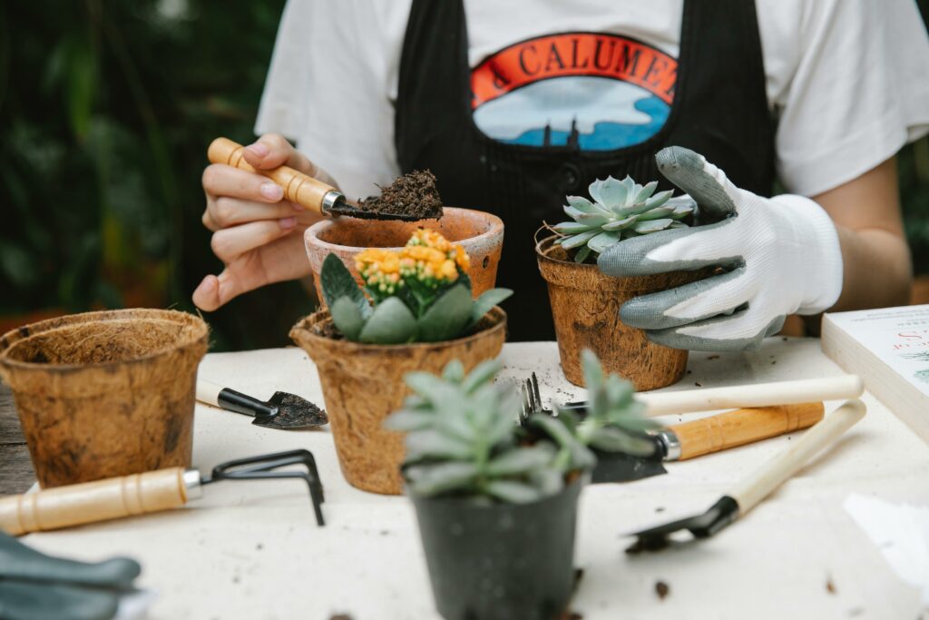 potting mix, potting, transplanting, sunlight