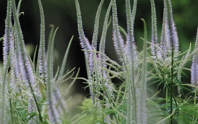 Culver’s Root