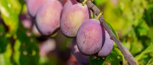 plums Trees