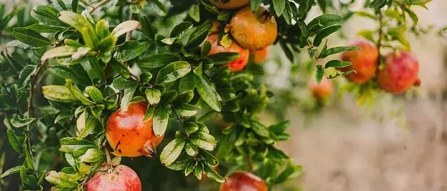 Pomegranate Trees