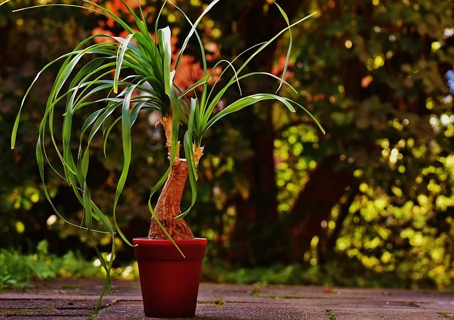 beaucarnea recurvata