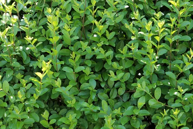 Privet Hedge Plants