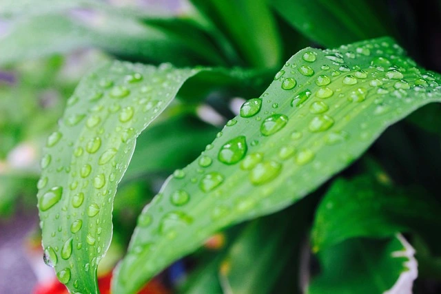 Rain Garden Plants