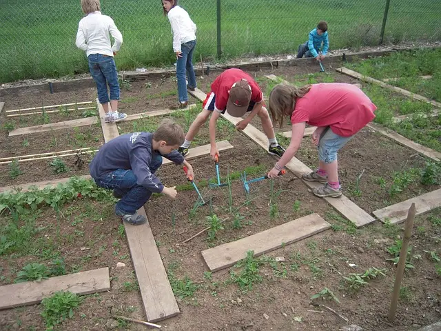 Community garden , urban gardening