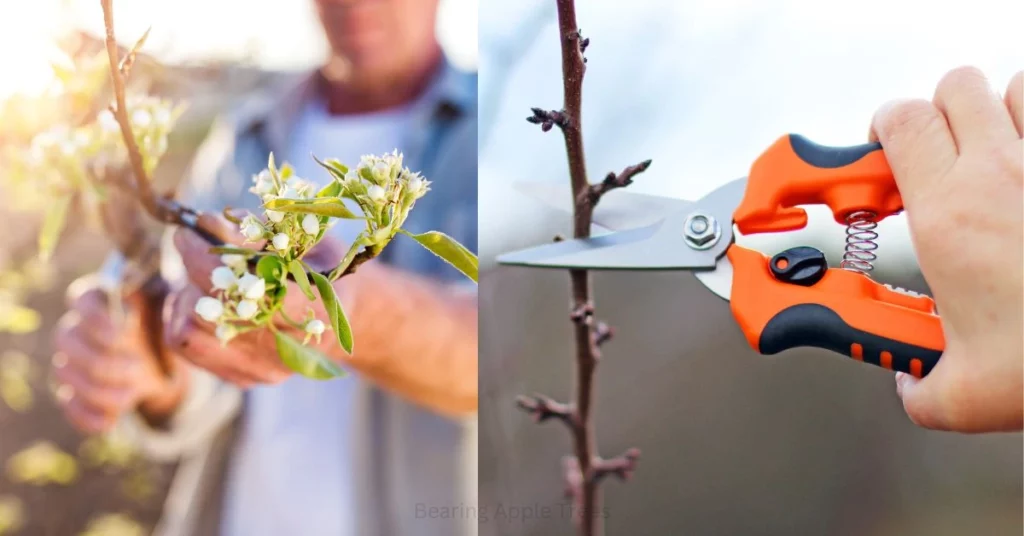 Apple Tree Pruning