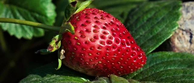 strawberry , Berries for Backyard Orchard