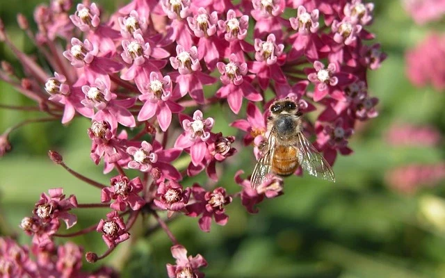 Swamp Milkweed