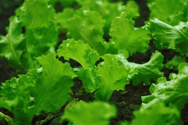 Growing lettuce indoors