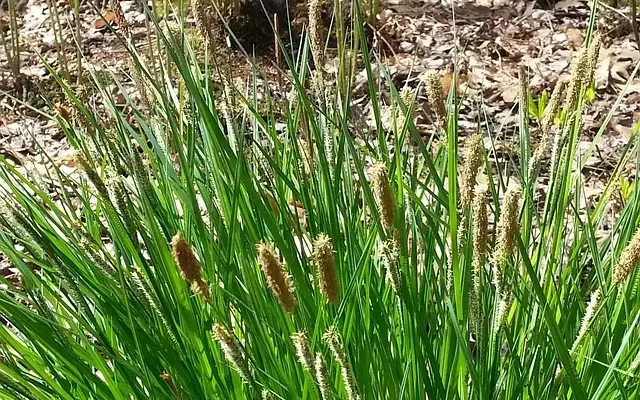 tussock sedge 343658 640