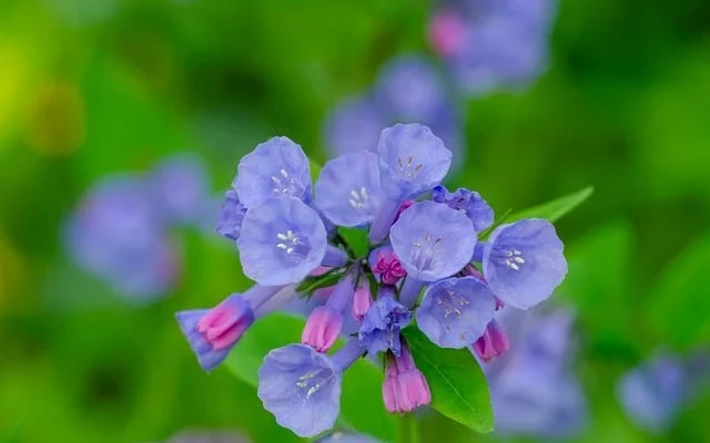 Virginia Bluebells