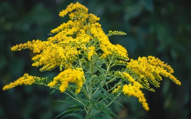 Goldenrod