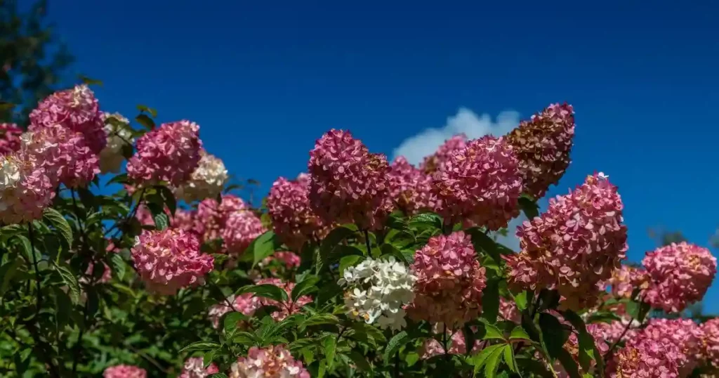 hydrangea tree types , Hydrangea Trees