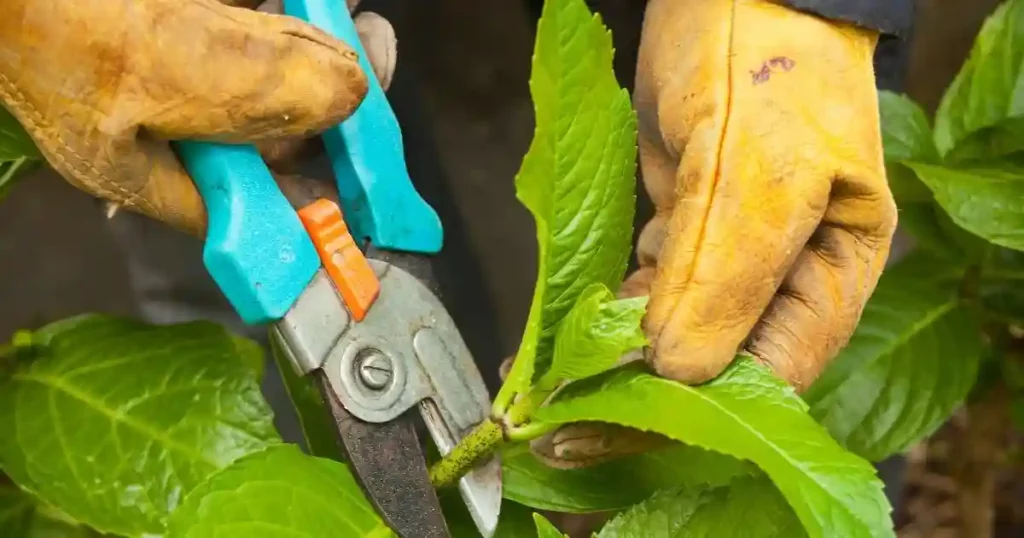 Pruning Hydrangea Trees