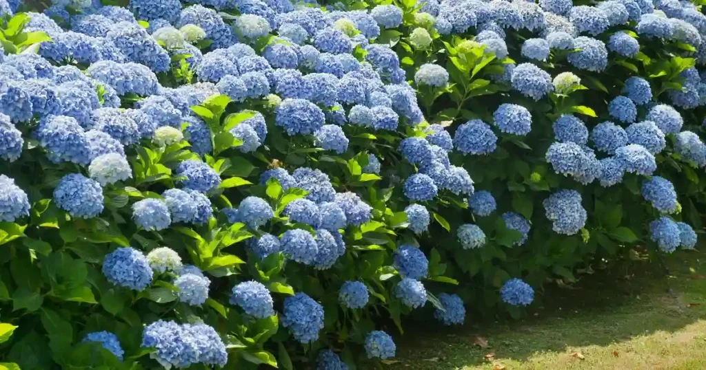 Pruning Hydrangea Trees