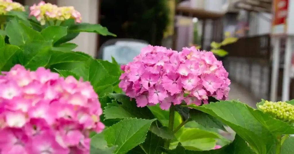 Pruning Hydrangea Trees