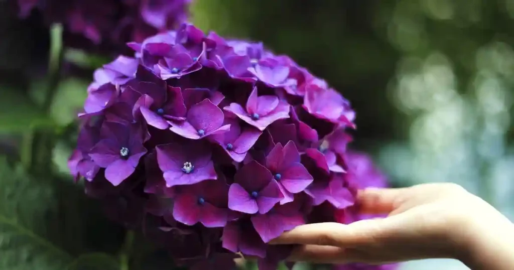 Pruning Hydrangea Trees