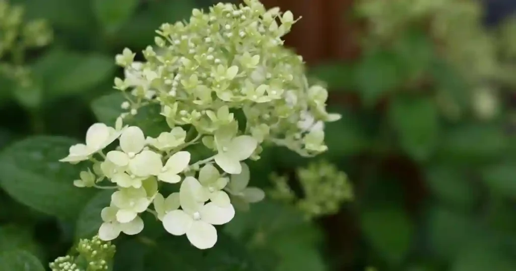 hydrangea tree types , Limelight Hydrangea