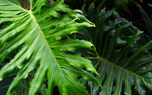 Philodendron Selloum (Lacy Tree)