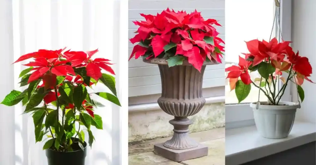 Poinsettia Plant Care