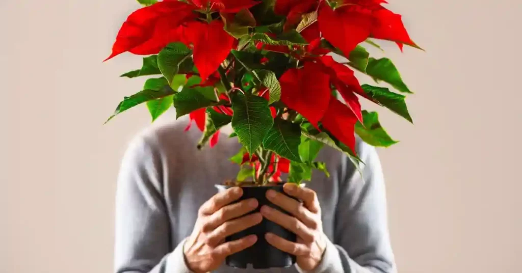 Poinsettia Plant Care