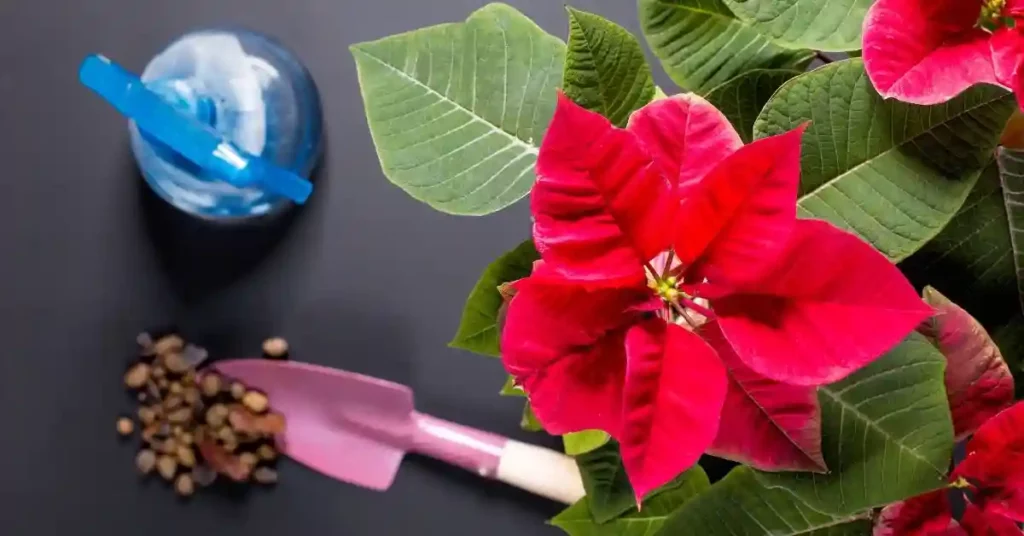 Poinsettia Plant Care