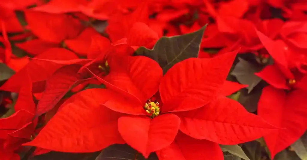 Poinsettia Plant Care