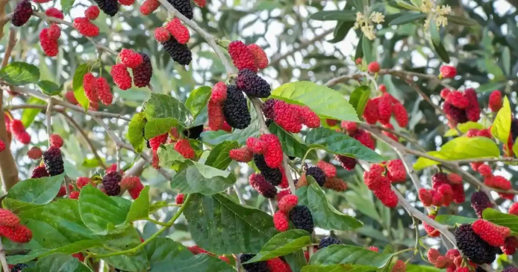 Pruning Mulberry Trees