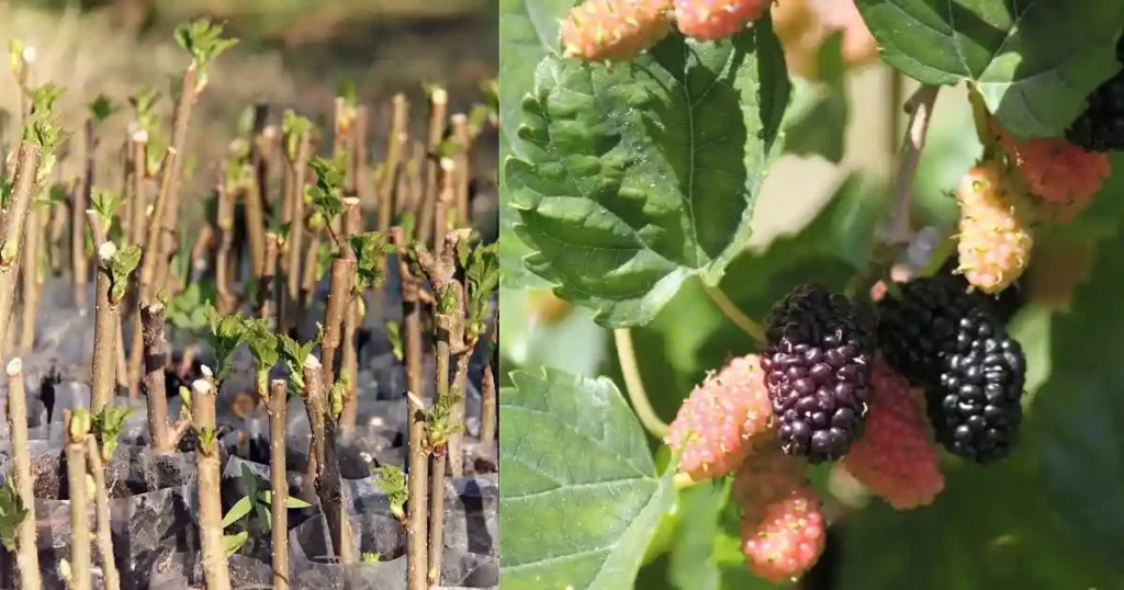 Pruning Mulberry Trees