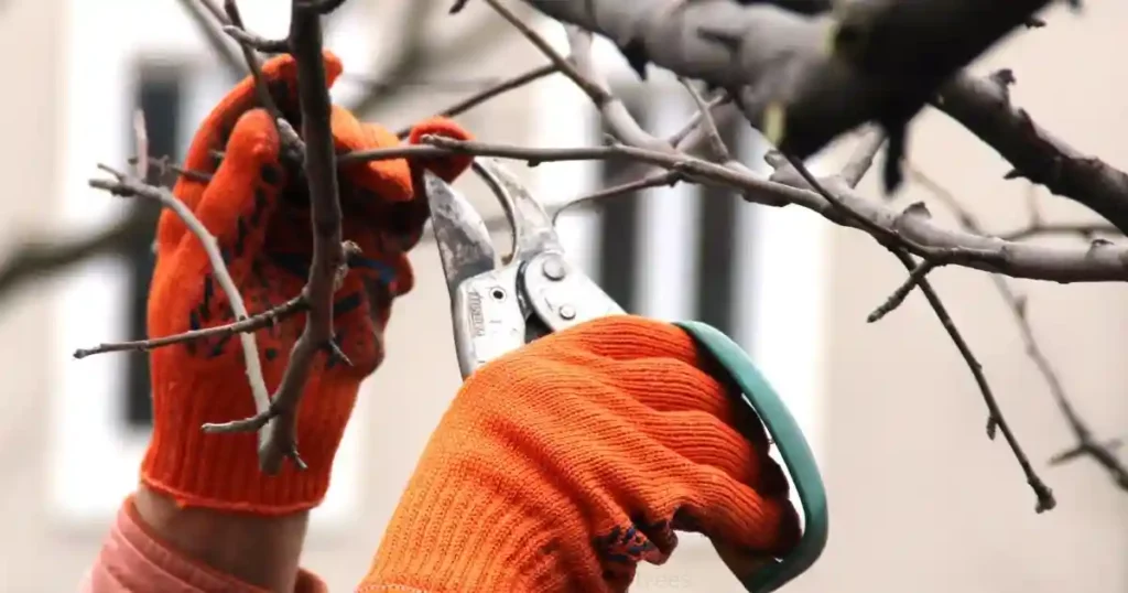 Pruning Mulberry Trees