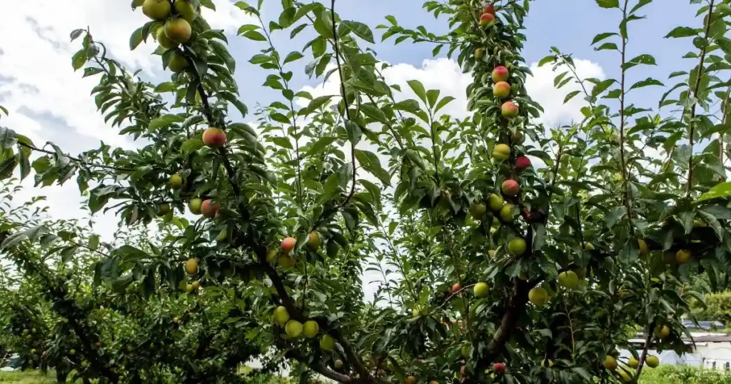 Pruning Plum Trees