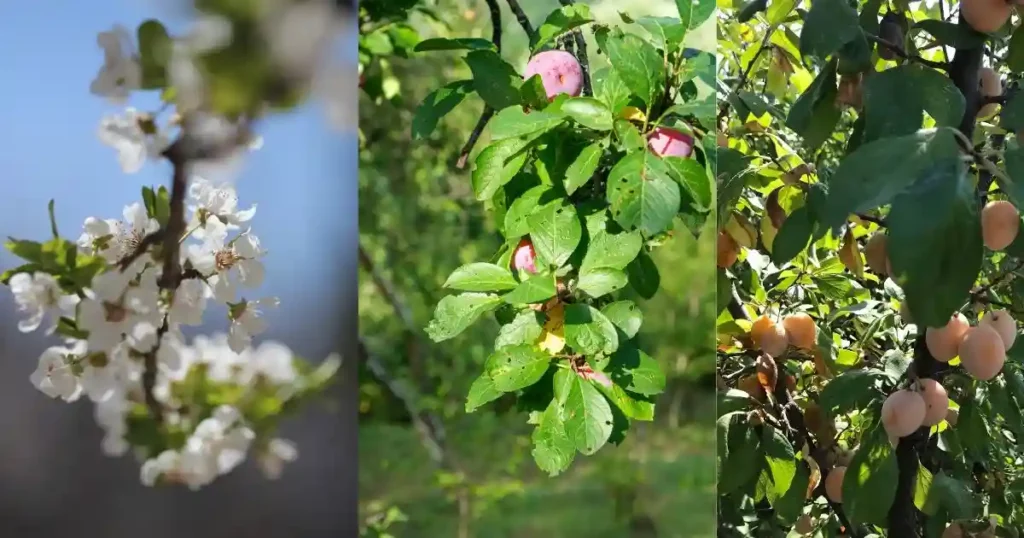 Pruning Plum Trees