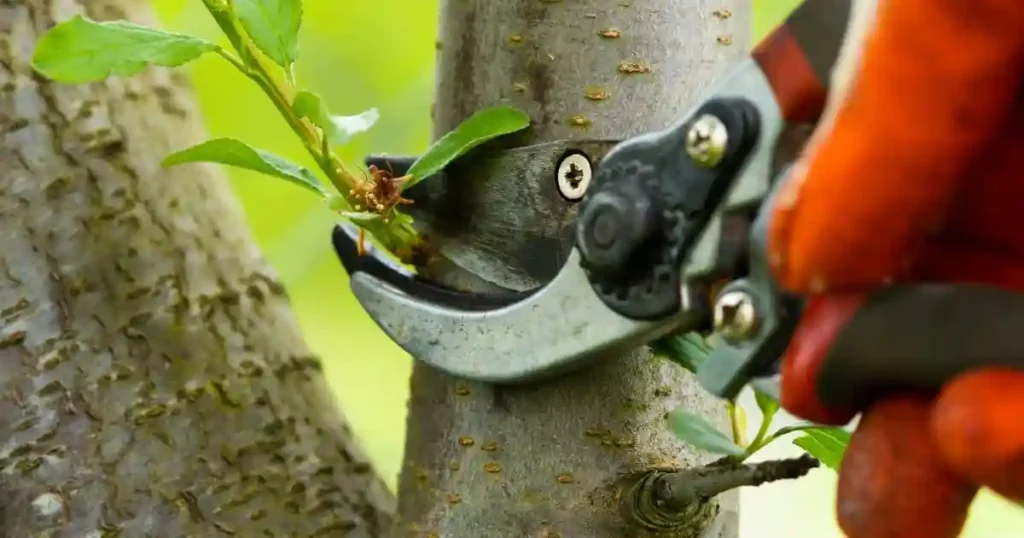 Pruning Plum Trees