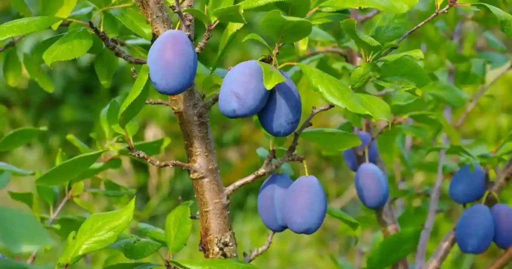 Pruning Plum Trees