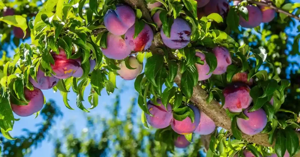 Pruning Plum Trees