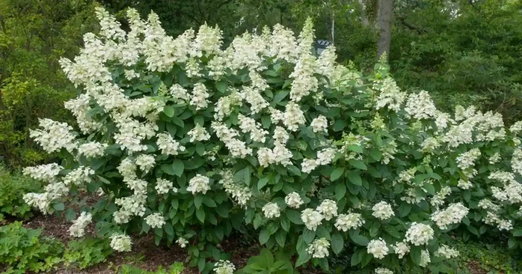 Tardiva Hydrangea Tree