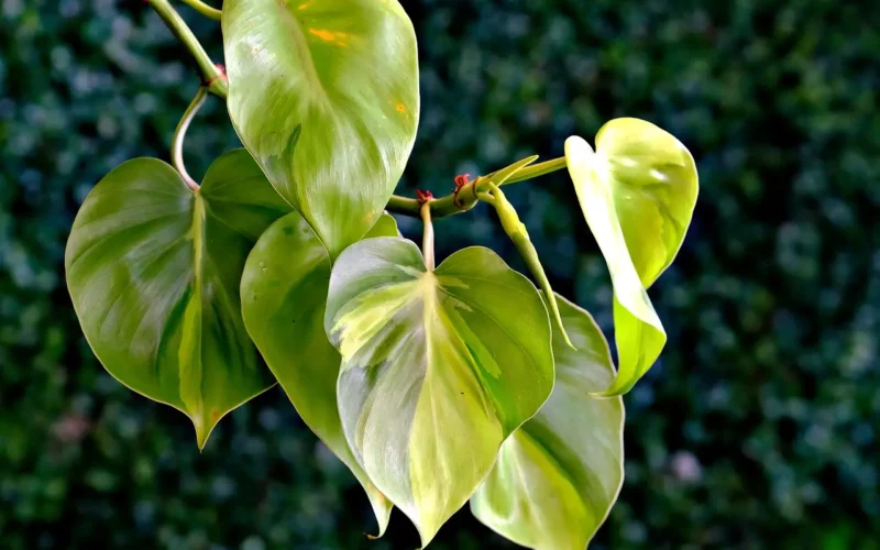 Philodendron Heartleaf