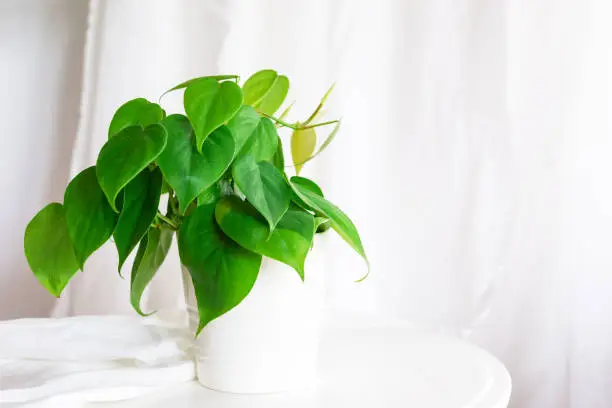 philodendron care