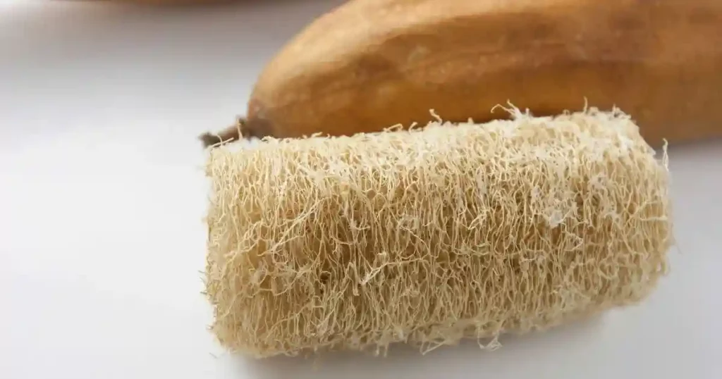 loofa plant care , sustainable luffa farming