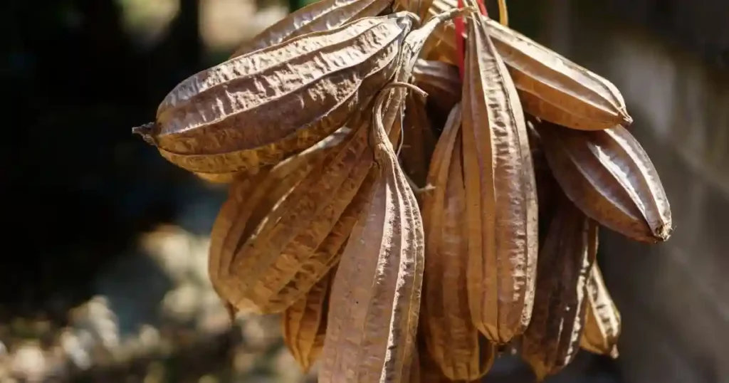 loofa plant care