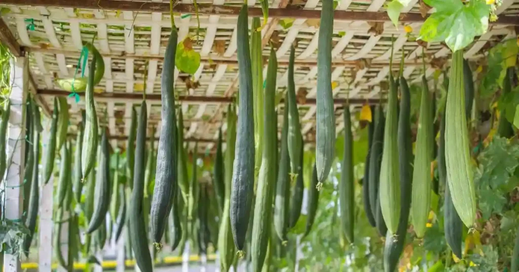 loofa plant care