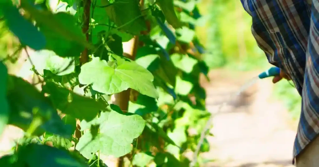 loofa plant care , watering