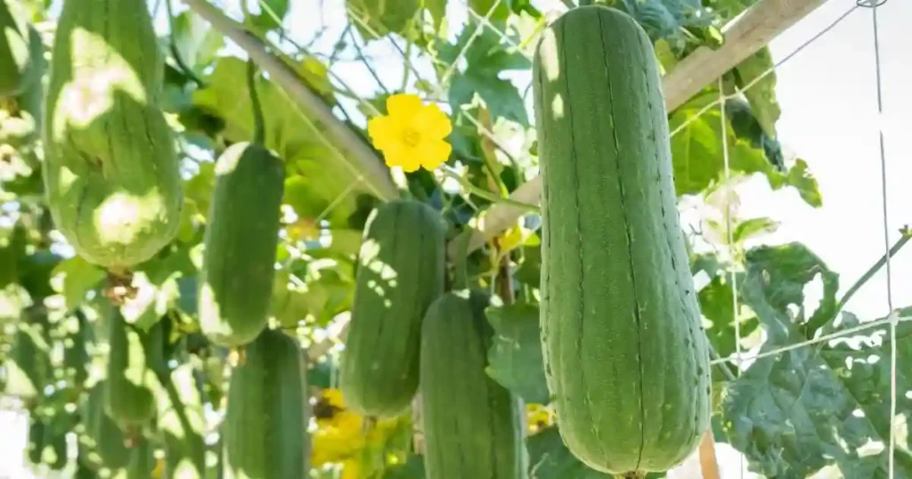 loofa plant care , sustainable luffa farming