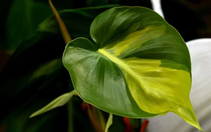 Philodendron Brasil