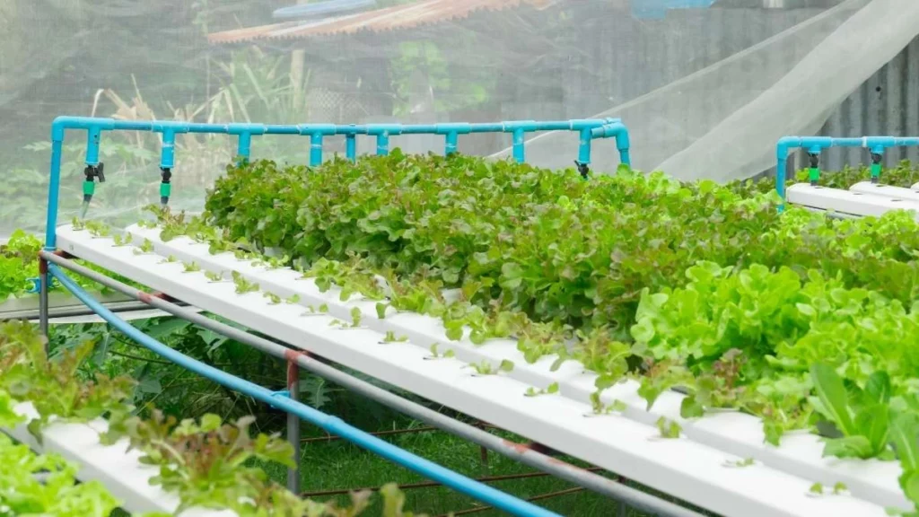 Hydroponics Equipment Supplier , hydrofarm