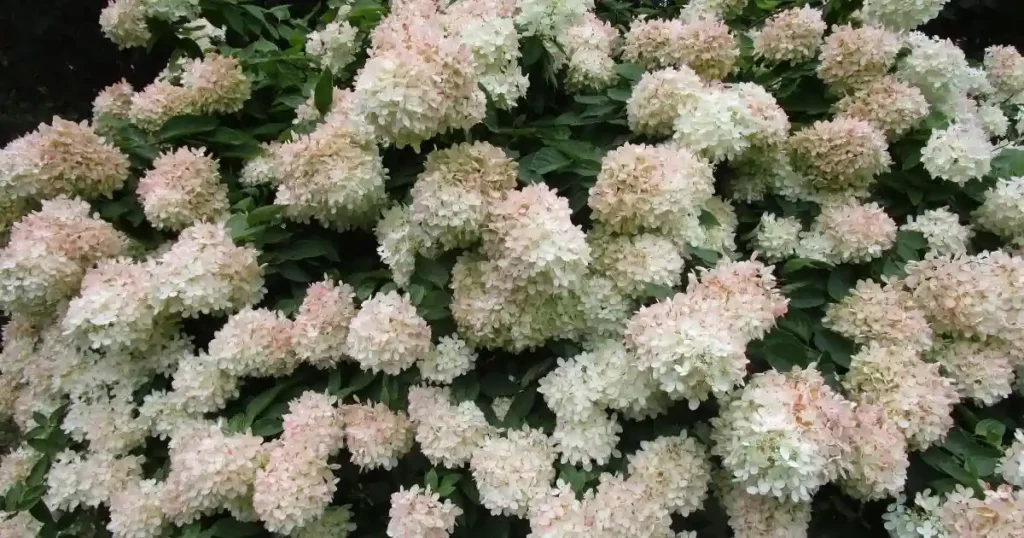 hydrangea trees types , PeeGee Hydrangea Tree (Paniculata)