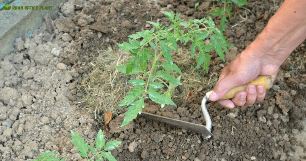 Organic Tomato Fertilizer