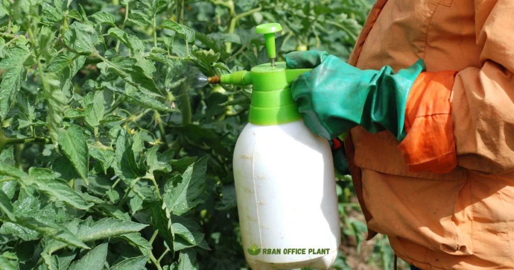 Organic Tomato Fertilizer