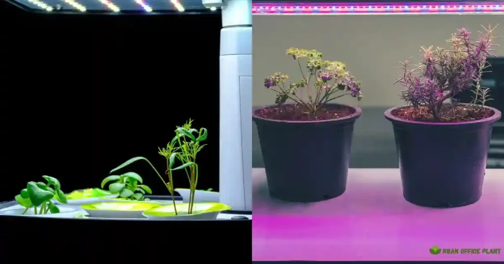 Vivosun Grow Lights