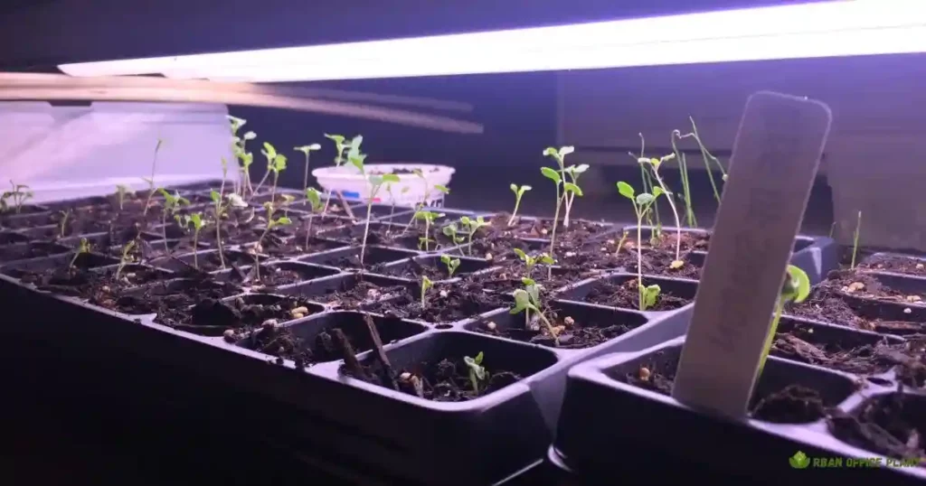 Vivosun Grow Lights