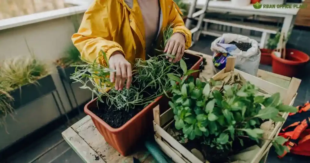 Organic Fertilizers for Balcony Gardens